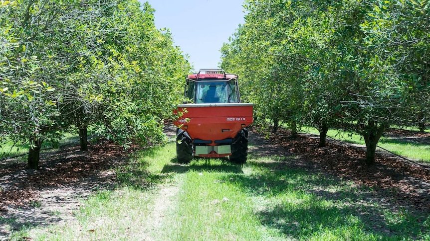 A tractor drives between two rows of macadamia nut trees in Bundaberg.