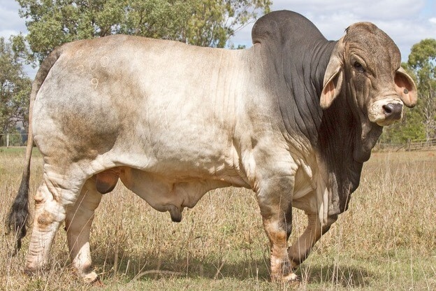 Grey brahman NicNeil Sugar Daddy standing in a paddock