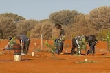 APY residents grow some food but supplies are costly overall