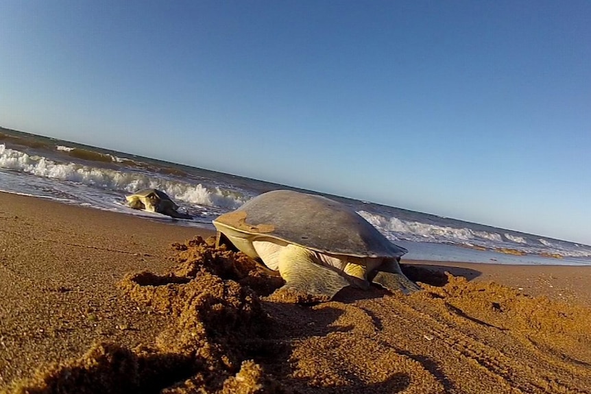 Turtles on a beach.