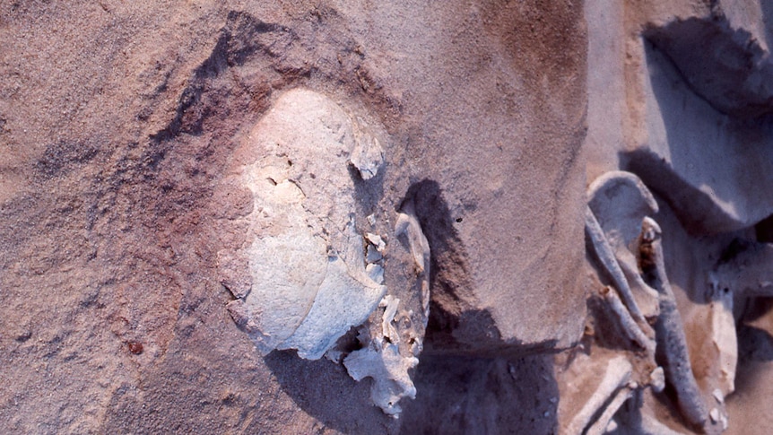 The skull and other ancient bones half buried in sand