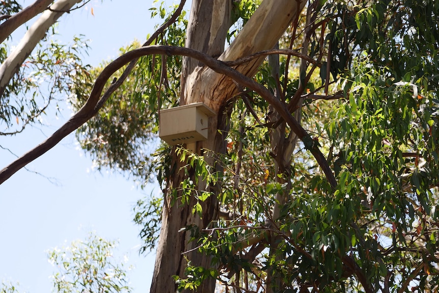 A bird home installed in a tree.