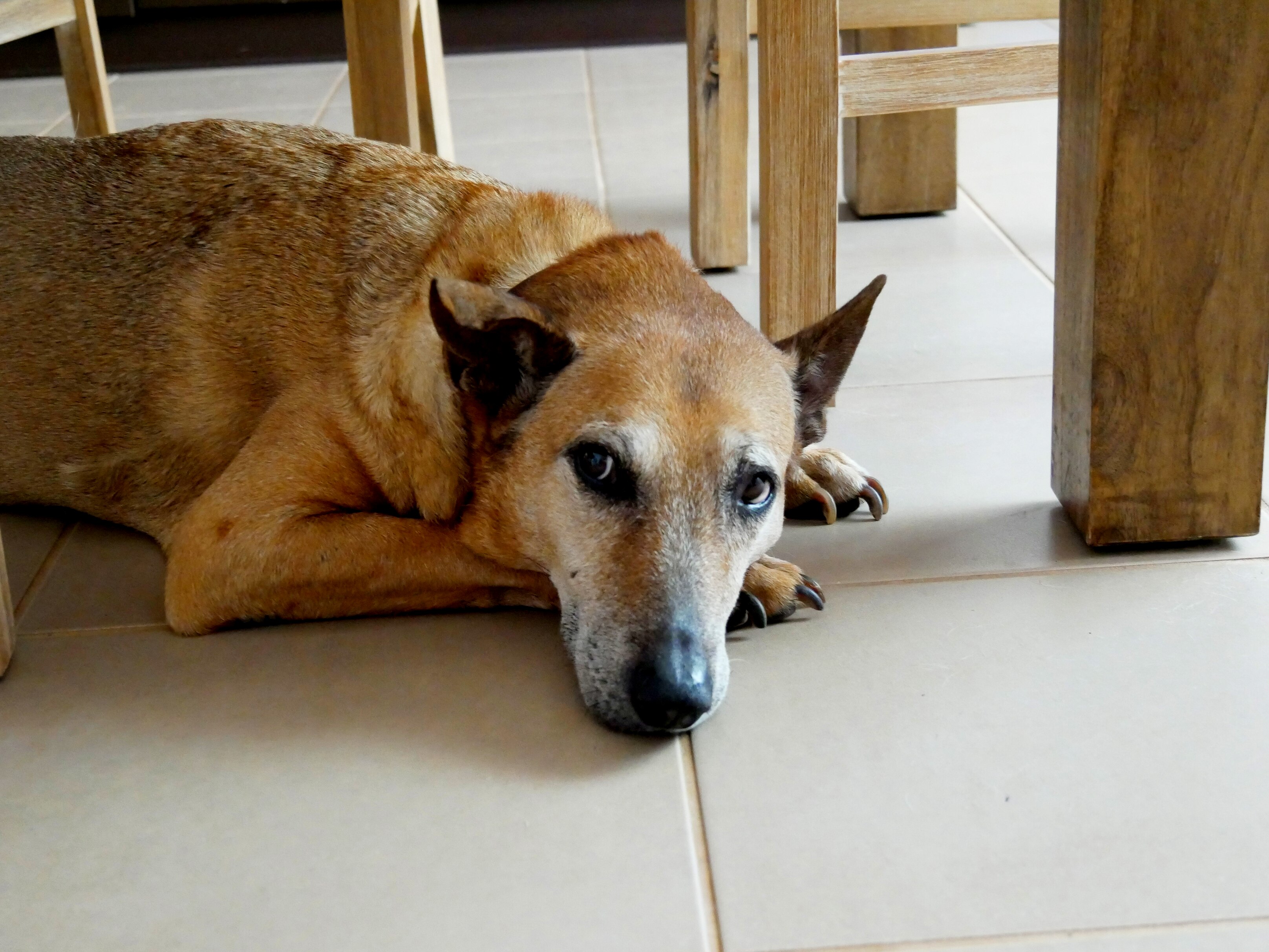 A brown dog lying on the ground 