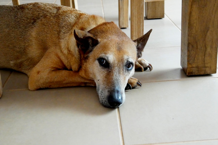 A brown dog lying on the ground 