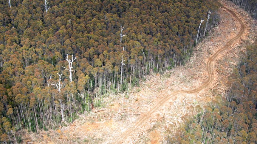 Forestry Tasmania logging coupe in the state's south.