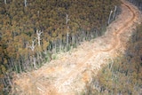 Forestry Tasmania coupe in southern Tasmania