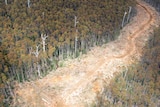 A logging coupe in the Tasmania's south.