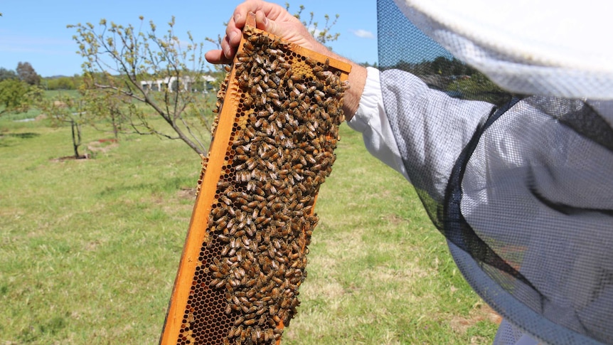 Bees swarm around a hive.