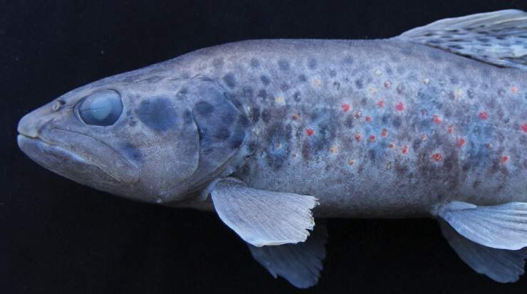 The Salmo Kottelati, a species of trout found in Turkey