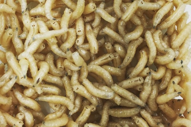 A close up shot of many maggots.