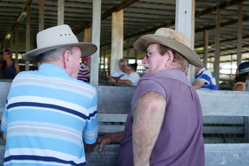 Two men talk in a cattle saleyard.