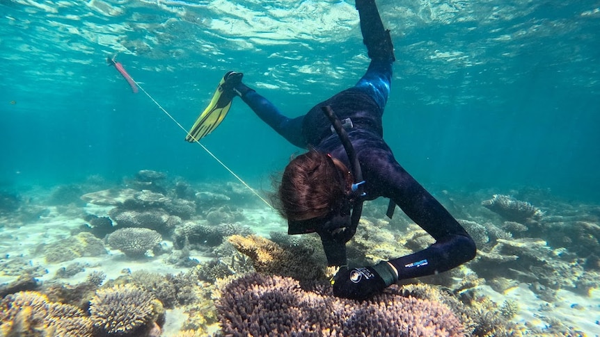 A diver in a wetsuit with a hand on coral at the bottom of the reef