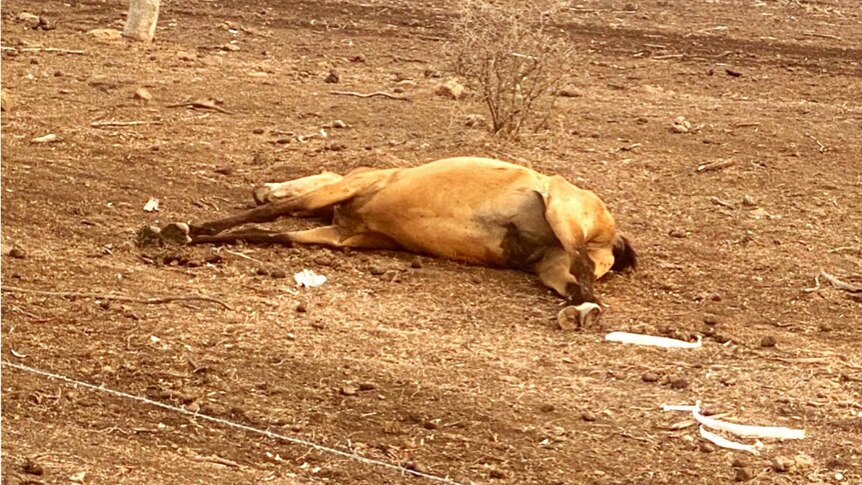 A dead horse lays in a paddock at a property near Toowoomba.