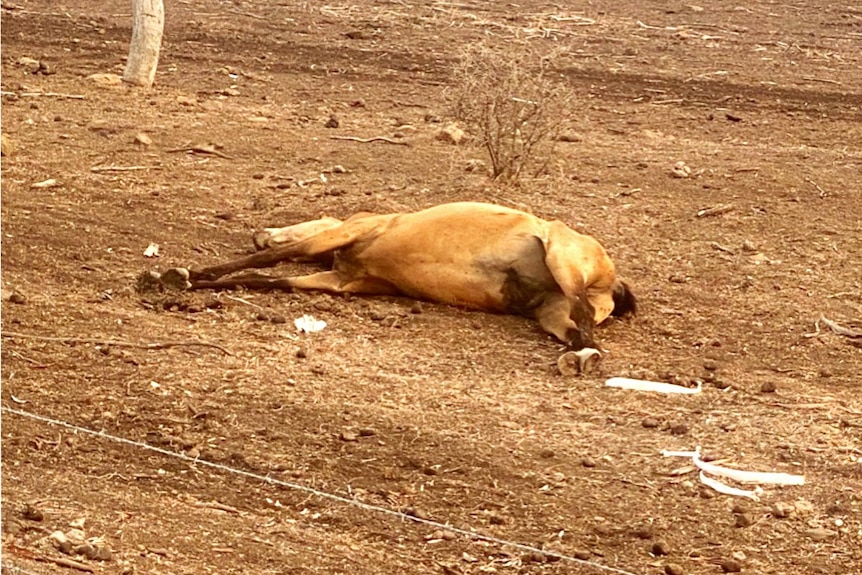 A dead horse lays in a paddock at a property near Toowoomba.