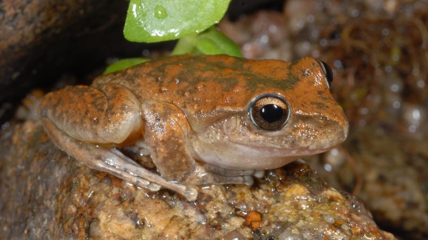 Rare frogs rebound after flood, drought