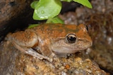 Rare frogs rebound after flood, drought