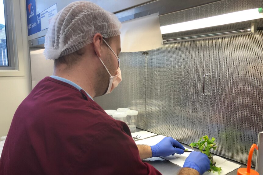 Man wearing a lab coat, mask, hair net and gloves using a scalpel to separate young banana plants.