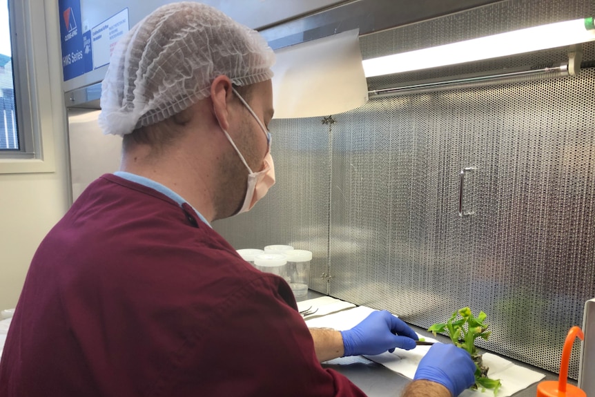 Man wearing a lab coat, mask, hair net and gloves using a scalpel to separate young banana plants.