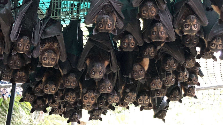 Orphaned spectacled flying foxes rescued from Cairns in a pre-release enclosure at the Tolga Bat Hospital.
