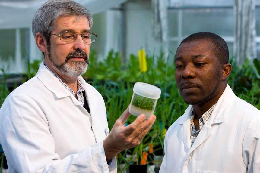 man in a lab coat with a beard and glasses and another man inside a glasshouse  examines cultured plants.