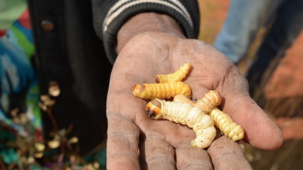 Witchetty grubs held in an outstretched hand.