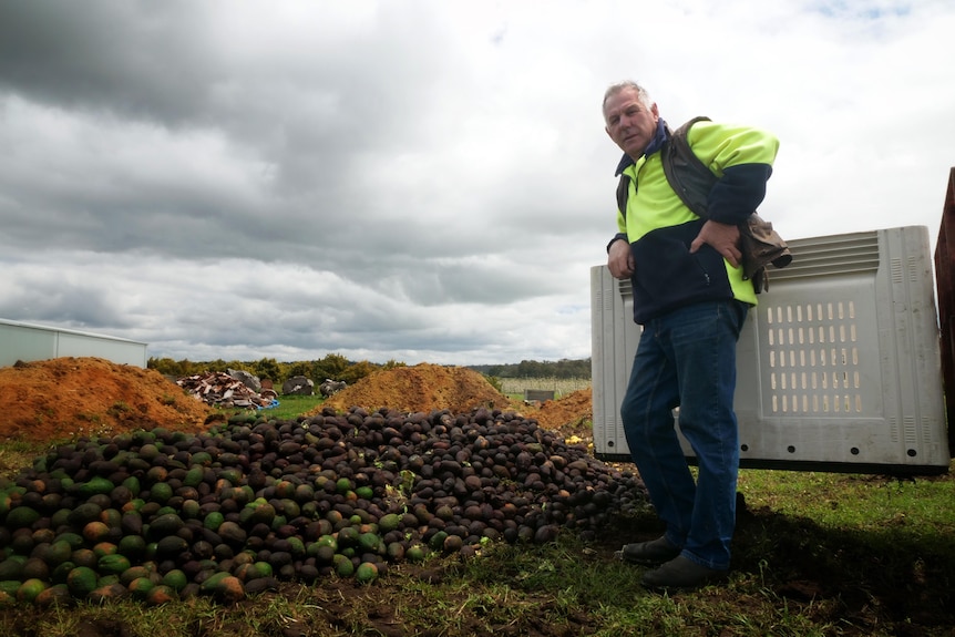 A man leans on a crate, behind him is a pile of avocados. 