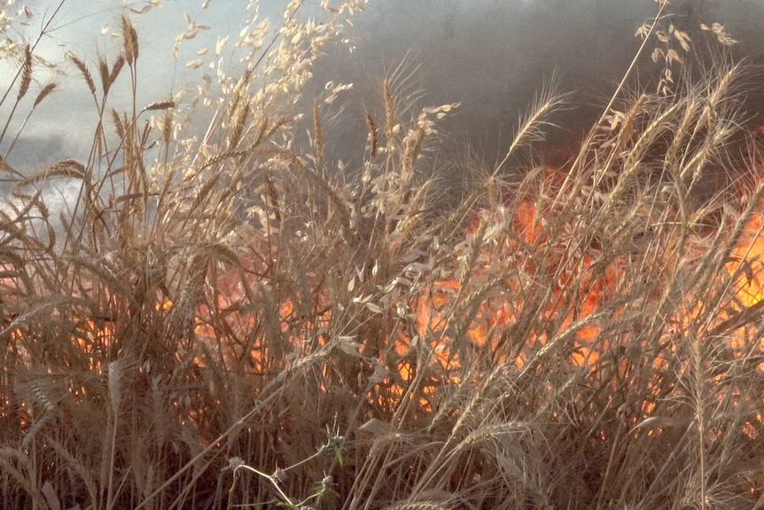 A burning wheat crop