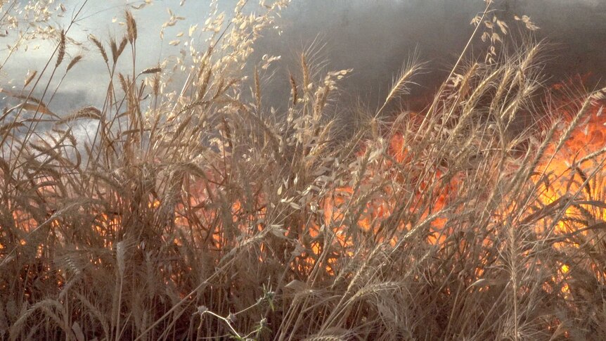 A burning wheat crop