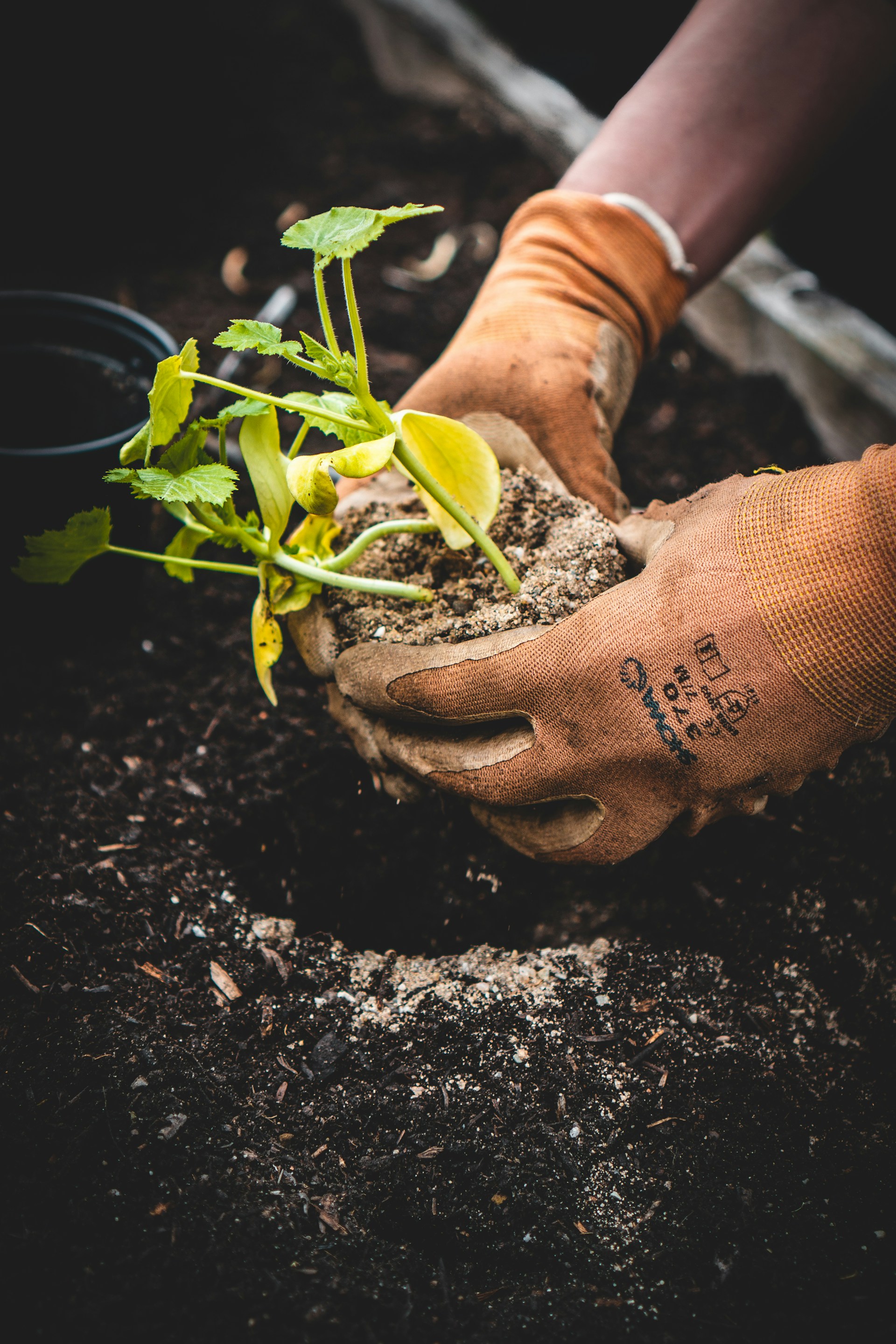 Gloved hands planting a seedling.