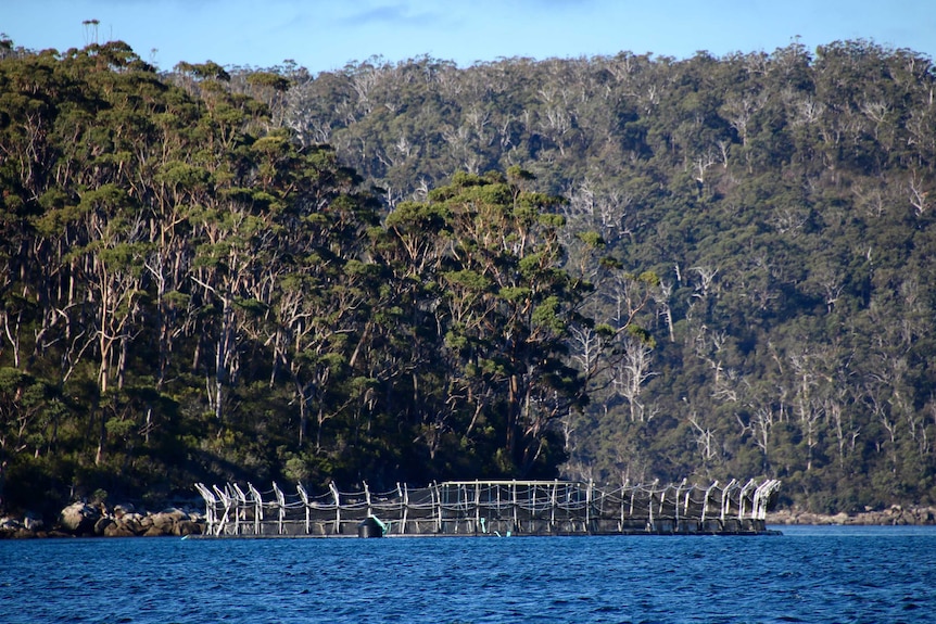 Tassal pens in Long Bay