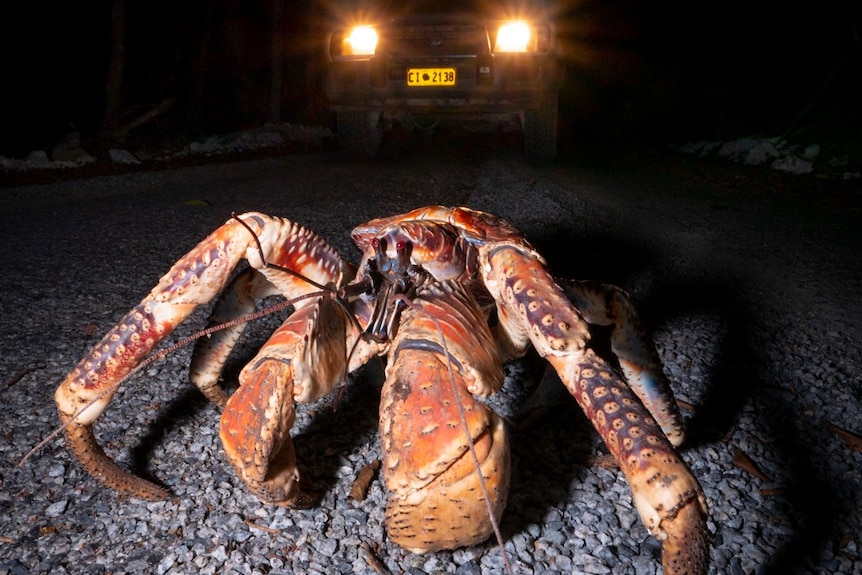 Pictured is a suspicious-looking giant crab, photographed up close in the middle of the road with a parked car behind.