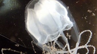 Irukandji jellyfish have been found as far south as Fraser Island, but could become more common in southern waters