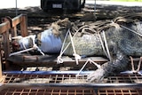 a large saltwater crocodile tied to a trailer.