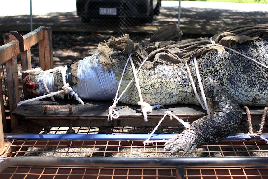 a large saltwater crocodile tied to a trailer.