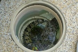 A small crocodile inside a pool filter box