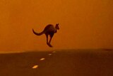 A kangaroo fleeing from bushfires bounds across a road.