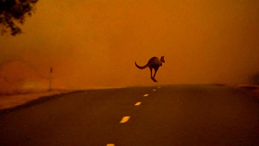 A kangaroo fleeing from bushfires bounds across a road.