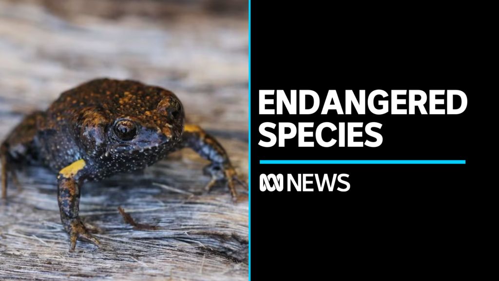 Top stories on ABC News - ABC News