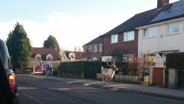 Reindeer escapes from a Tesco Christmas event