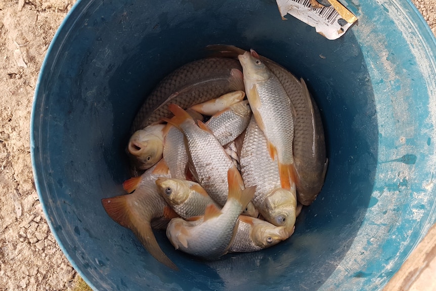 A bucket full of silver fish.