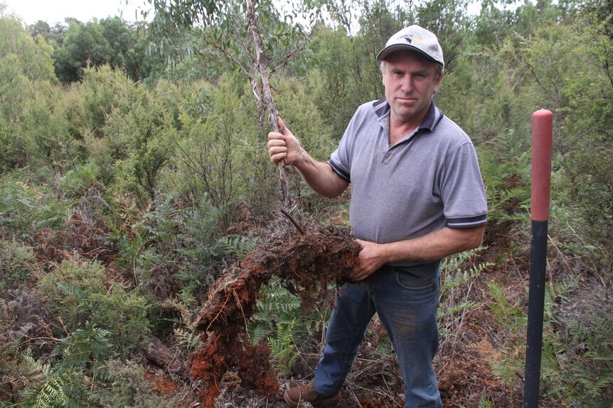 A man holds up a tree with shallow roots.