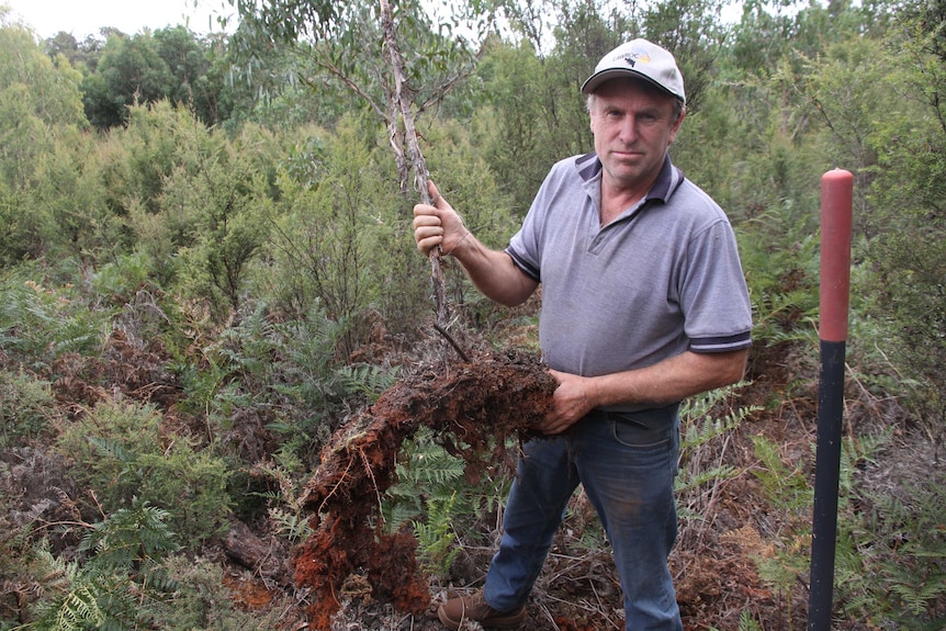 A man holds up a tree with shallow roots.