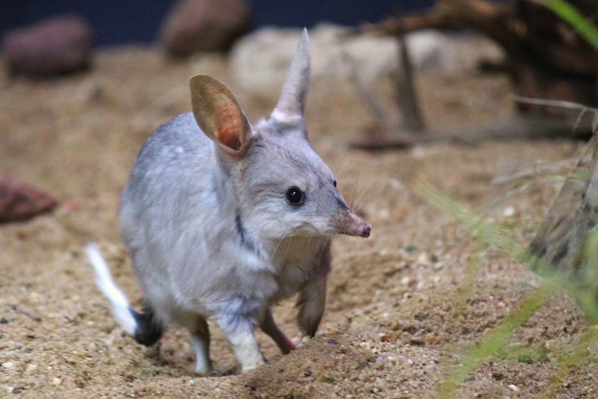A bilby stands in the dirt inside its enclosure at the Charleville Bilby Experience.
