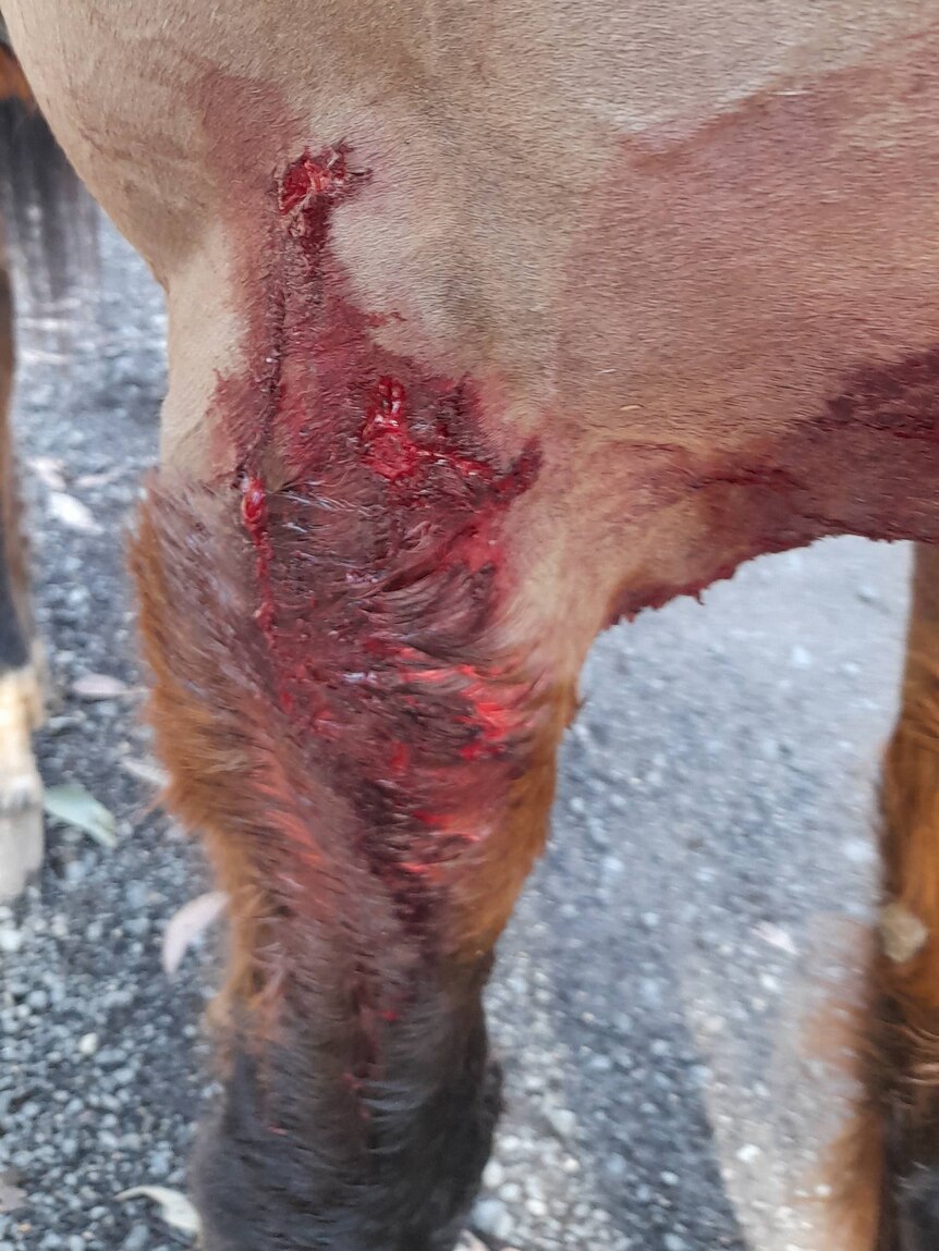 Horse injured through dog attack