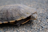 The side of a turtle with its head facing the camera on a bitumen road.