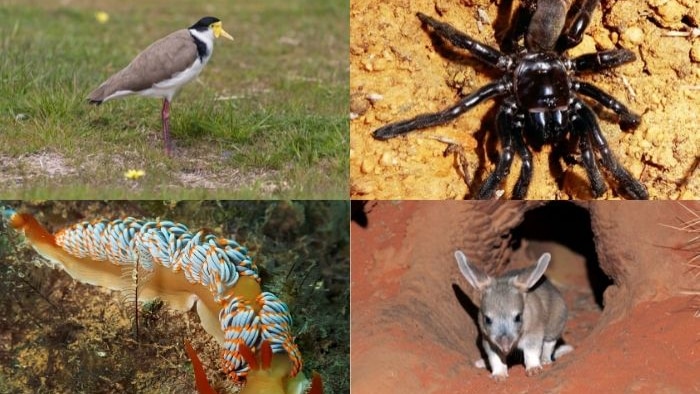 Composite image of plover, spider, nudibranch and bilby