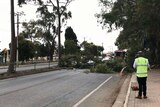 Brighton Road closed after tree fell on Stobie pole