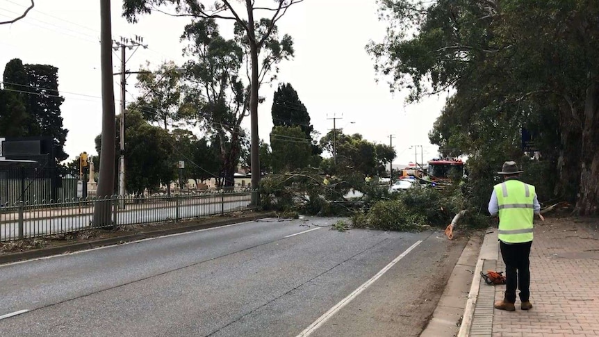 Brighton Road closed after tree fell on Stobie pole