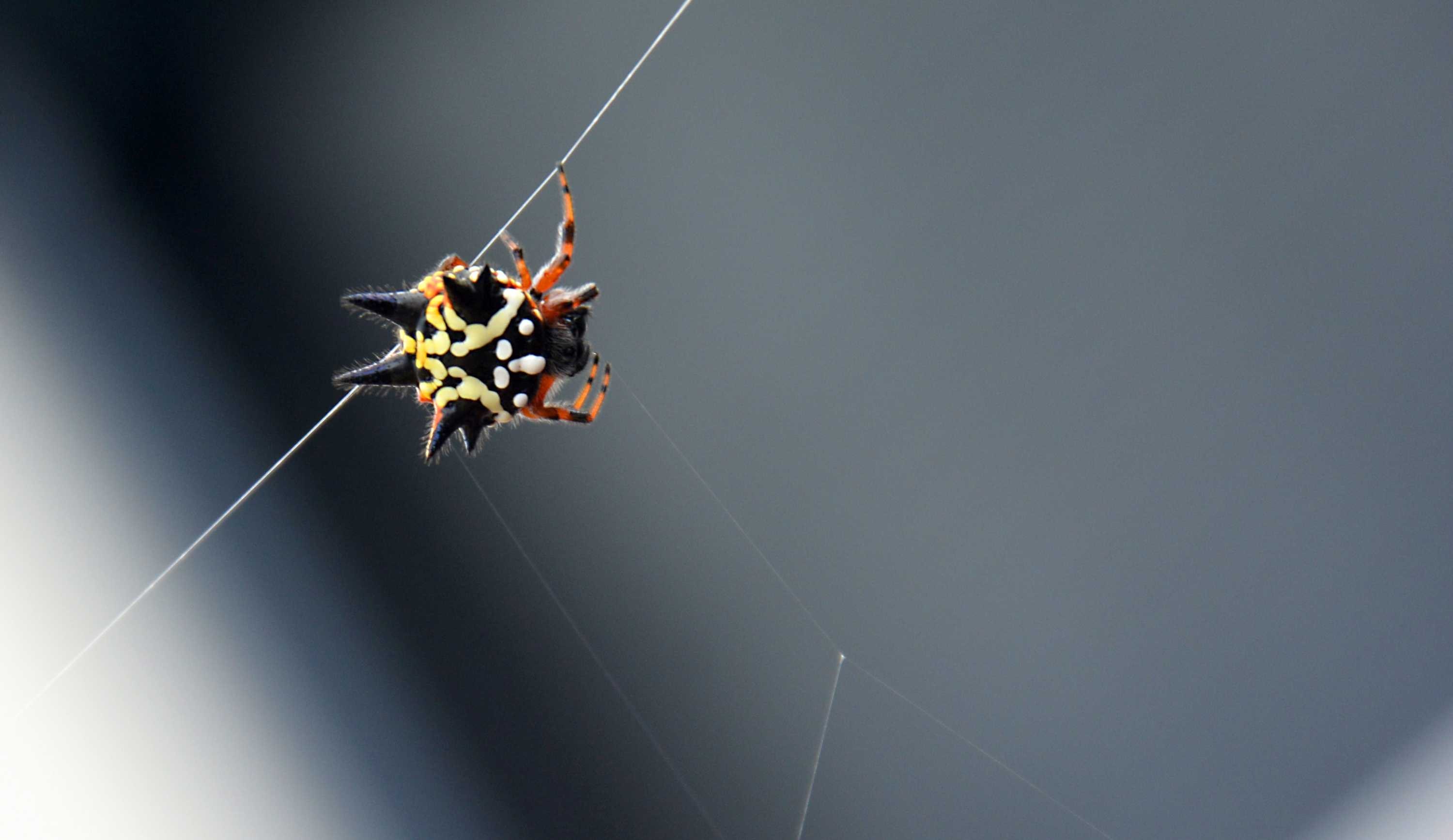 A tiny spider sits on a web.