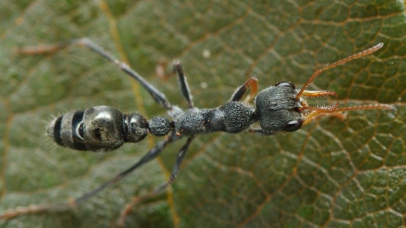Picture of a black ant with orange pincers.